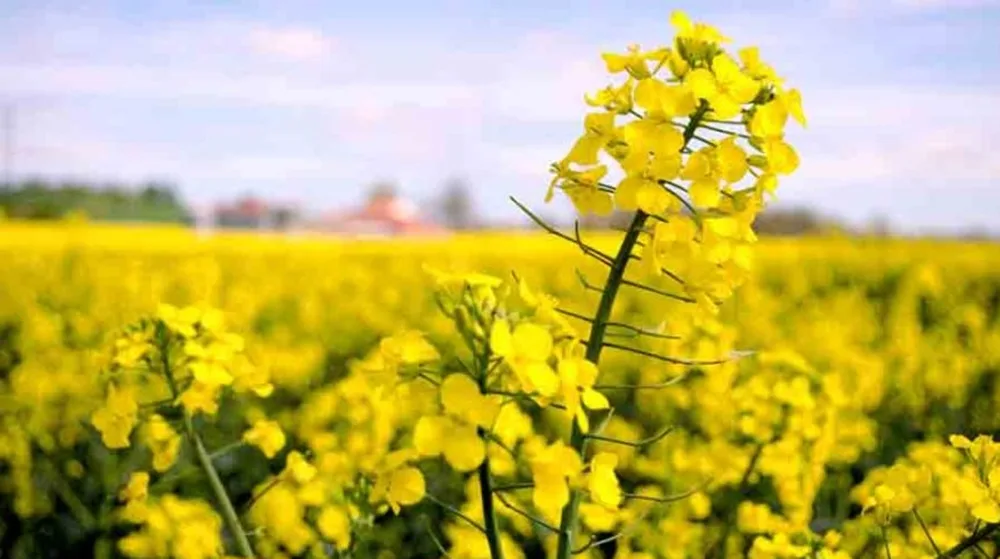 Un invierno desafiante para la agricultura.