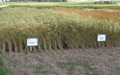 Trigo y seguridad alimentaria: 15 años de la Wheat Initiative.