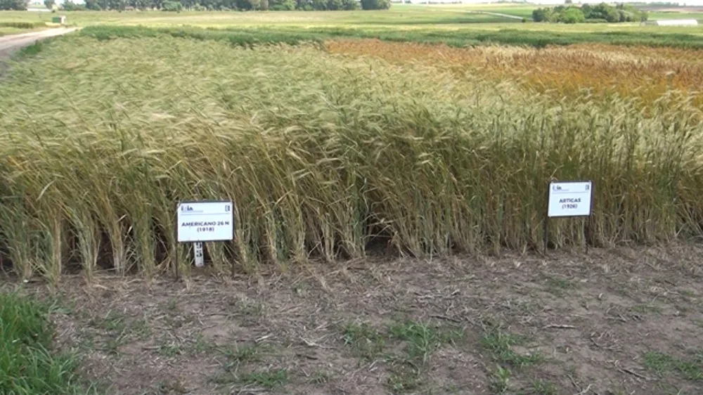 Trigo y seguridad alimentaria: 15 años de la Wheat Initiative.