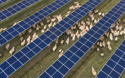 Talatan: el parque solar que transformó el desierto en pasturas y atrajo miles de ovejas.