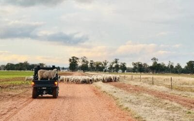 Ovejas más resistentes, granjas más fuertes: la investigación se centra en la resiliencia ante la sequía.