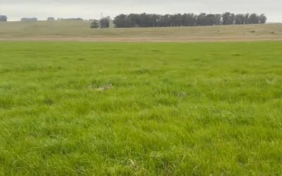 Ing. Juan Díaz: “En verdeos de invierno estamos con la segunda área más grande de los últimos 20 años”.