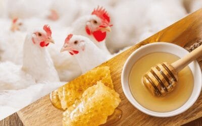 Brasil avanza en la reanudación de las exportaciones de aves de corral y miel a la UE.