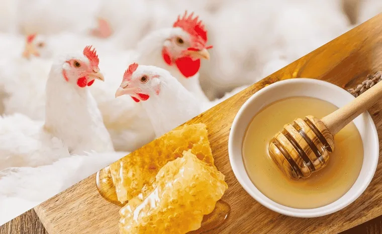 Brasil avanza en la reanudación de las exportaciones de aves de corral y miel a la UE.
