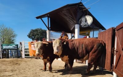 Ventas totales en el remate de Kiyú.