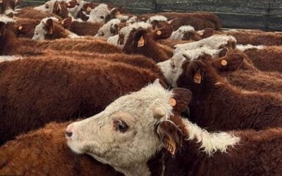 Hoy comienza Plaza Rural con más de 8.500 vacunos y 1.100 ovinos.