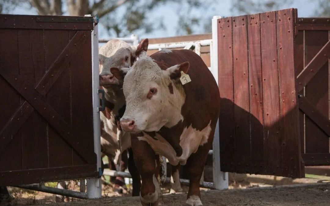 El viernes 4 será la jura de los toros de Kiyú.