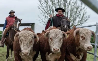“Un remate excepcional” el de los Hereford de La Elisa con Valdez & Cía.