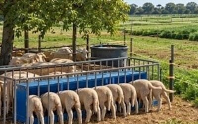 ¿Cuál podría ser el techo biológico de producción de carne?