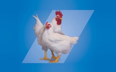 ¿Cómo responden los pollos al calor y el frío?
