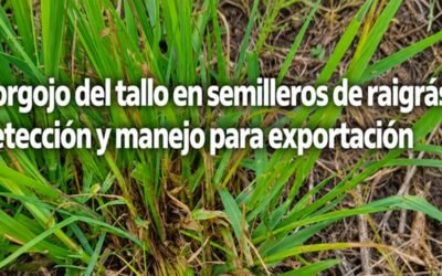 Recomendaciones de INIA para el manejo de gorgojo del tallo antes de la cosecha del raigrás.