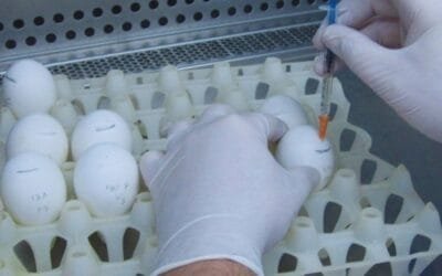 Argentina desarrolló una vacuna contra la bronquitis infecciosa aviar