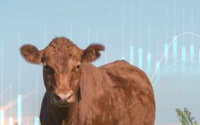 Mercado mundial de carnes. Señales de estabilización de la oferta global y un Brasil bajo fuerte presión comercial.