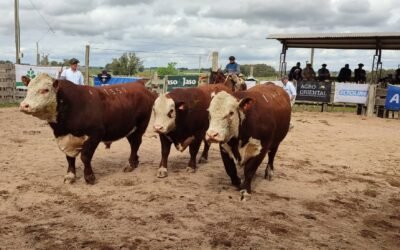Los Hereford en Lascano se valorizaron un 30%
