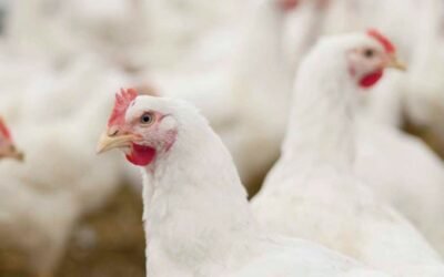Uruguay suspende ingreso de aves y productos avícolas de Brasil por foco de Newcastle.