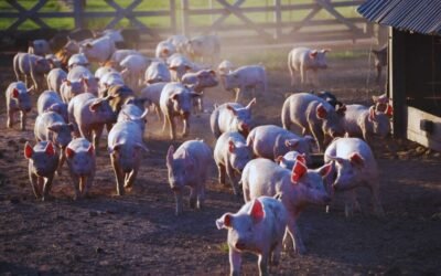Carne porcina, entre las proteínas de mayor crecimiento en Argentina.