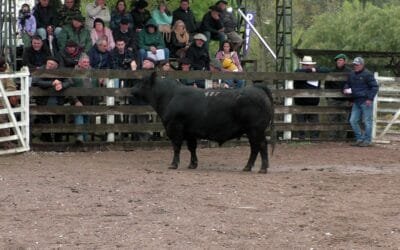 Expo Minas 2026. Santa Lucía arrasó con los premios en Aberdeen Angus.