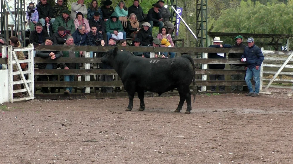 Expo Minas 2026. Santa Lucía arrasó con los premios en Aberdeen Angus.