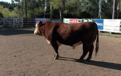 Expo Minas 2026. Triunfos de Valle del Laurel y Doña Elisa en Hereford.