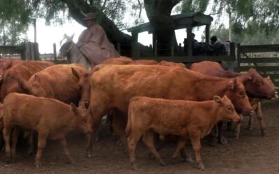 Ágil la pista, buenos los precios en Cuchilla de Silvera.