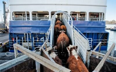 En Brasil, las exportaciones de ganado vivo ya son un récord.