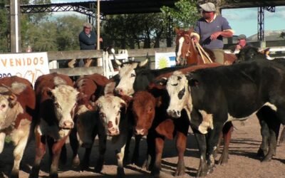 Demanda firme y colocación total en la feria mensual.