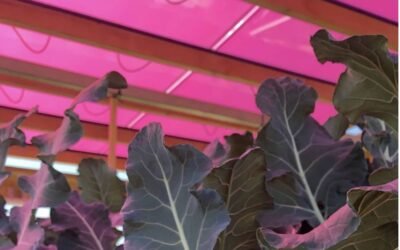 Paneles solares rosados impulsan la agricultura en Suecia.