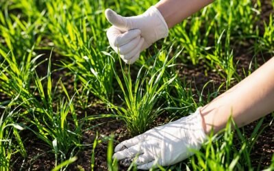 Sobre la controversia del uso de glifosato en la agricultura y sus consecuencias.