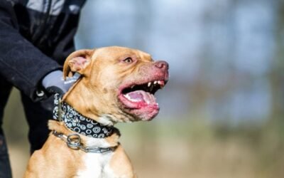La Academia de Medicina plateó “impedir la presencia de algunas razas de perros particularmente agresoras, incluso mortales”.