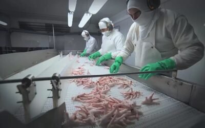 Costos, el problema que afecta la avicultura en Argentina y Uruguay.
