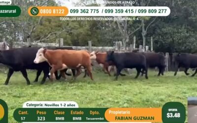 Plaza Rural realiza hoy el segundo y último día del remate 329.