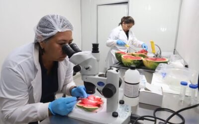 Uruguay realizará su primera compra de sandías paraguayas.