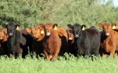 Pantalla Uruguay cerró el primer día de ventas con valores en alza y el 98% de colocación.