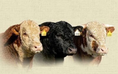El 2/10 Loma Azul rematará toros Hereford, Polled Hereford y Aberdeen Angus.