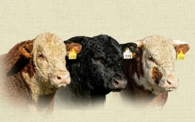 El 2/10 Loma Azul rematará toros Hereford, Polled Hereford y Aberdeen Angus.