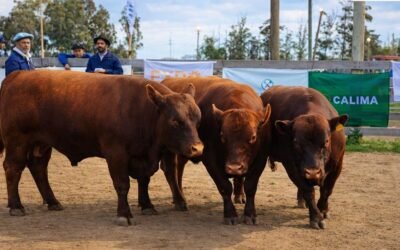 En la 87° Expo San Carlos se vendieron 13 toros a US$ 5.271.