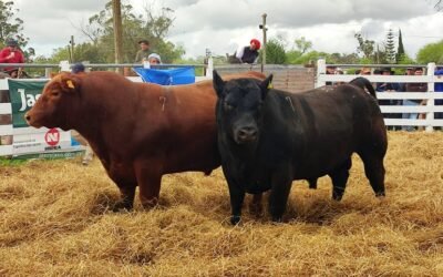En La Expo Castillos se vendieron 40 toros a US$ 4.330.