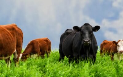 El Ing. Platero explicó las características de los campos de recría de la URF.