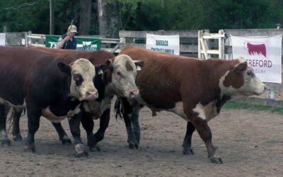 Toros para las Sierras promediaron US$ 4.047.